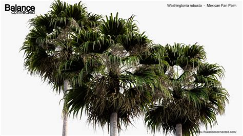 Washingtonia Robusta Mexican Fan Palm 3D Model Free 3D Model For