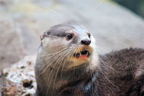 Surprised Otter — Weasyl