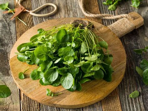 Watercress: 10 Benefits of Watercress