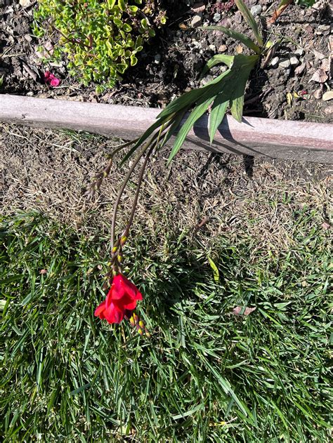 Freesia × Kewensis Eflora Of India