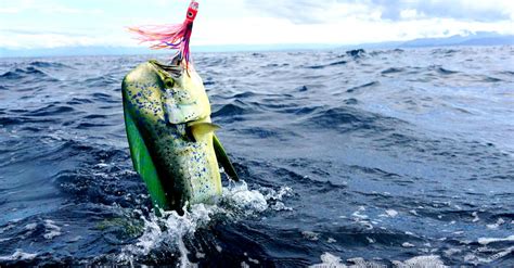 mahi mahi dolphin fish animal facts coryphaena hippurus   animals