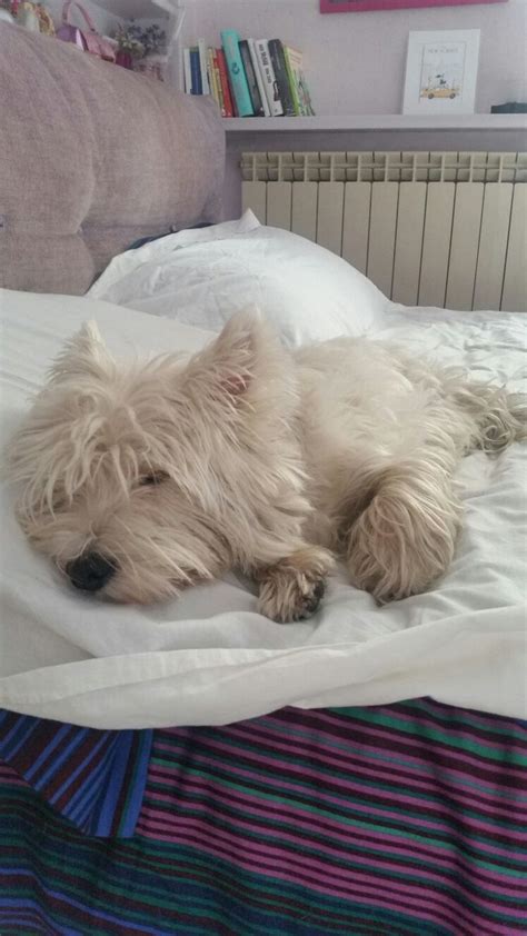 Sleeping westie | Westie puppies, Cute dogs, Westies