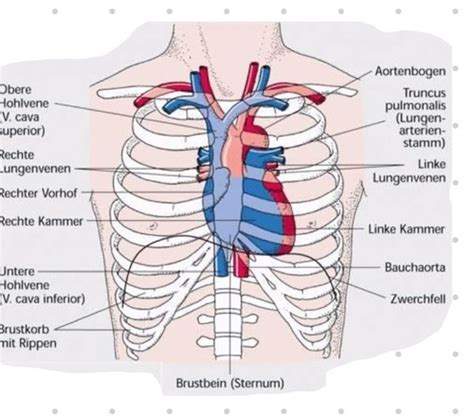 Herz Kreislaufsystem Karteikarten Quizlet