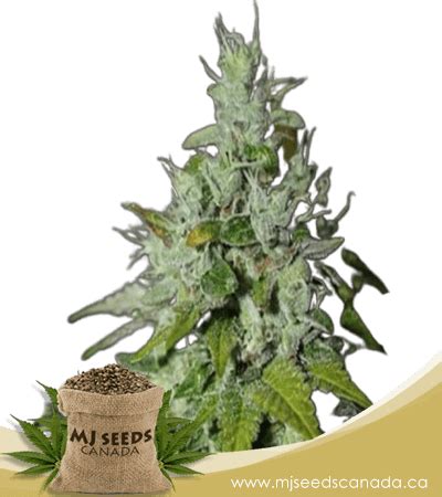 BUY Triangle Kush Feminized Marijuana Seeds - MJ Seeds Canada