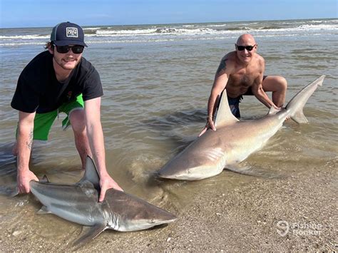 How to Go Shark Fishing: An Angler’s Guide