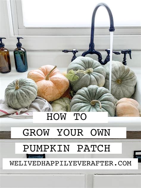 Diy Pumpkin Patch Faq S Tips And Tricks To Grow Your Own Backyard