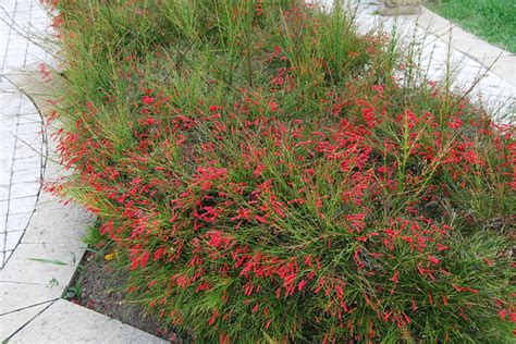 Firecracker Russelia Equisetiformis