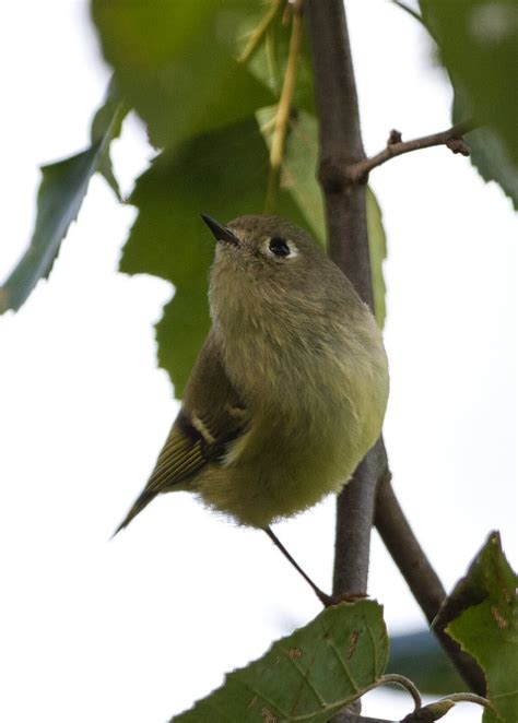 MG 0324 Ruby Crowned Kinglet Bob Slaymaker Flickr