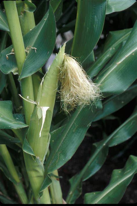 Zea Mays Poaceae Image 4893 At PhytoImages Siu Edu