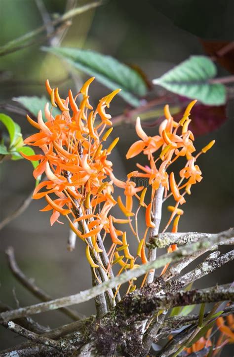 Orchidaceae orchid Orange stock image. Image of epiphytic - 120597533