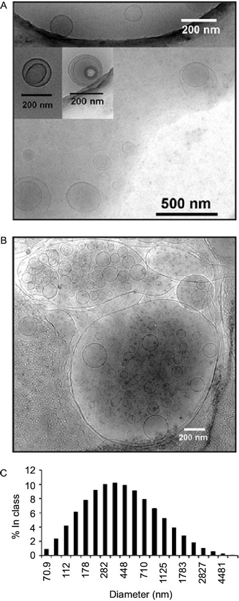 Cryo Transmission Electron Microscope Cryo Tem Image Of A A Download Scientific Diagram