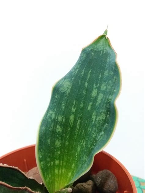 Sansevieria Mafinga Watermark Furniture Home Living Gardening Pots