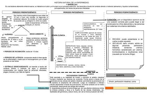 Hne Y Niveles De Prevencion Shigella Historia Natural De La