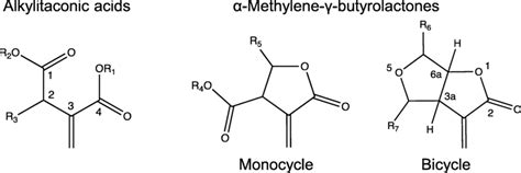 Basic Structures Of Itaconic Acid Derivatives The Positions Are