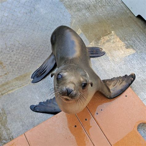 A Malnourished, Dehydrated California Sea Lion Pup Is Saved - EmerAidVet