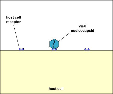 BIOL 230 Lecture Guide Penetration Of A Naked Virus