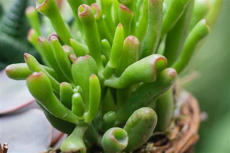 Gollum Jade Crassula Ovata Gollum How To Grow And Care Florgeous