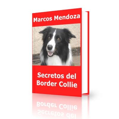 Guía completa Cómo enseñar a un Border Collie de forma efectiva