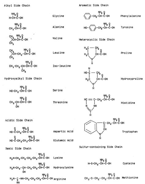 Proteins Molecule Structure