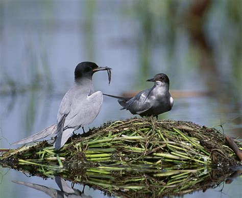 Black Tern - American Bird Conservancy