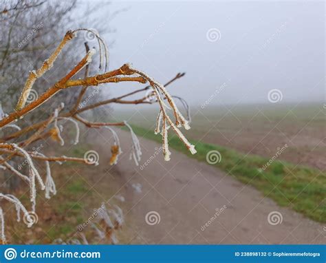 Plantas Congeladas En La Naturaleza Con Niebla Foto De Archivo Imagen