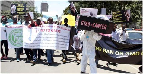 High Court Suspends William Ruto S Gov T Directive That Lifted Ban On Gmo Ke