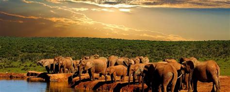 Da Citt Del Capo Tour Di Giorni Della Garden Route E Dell Addo