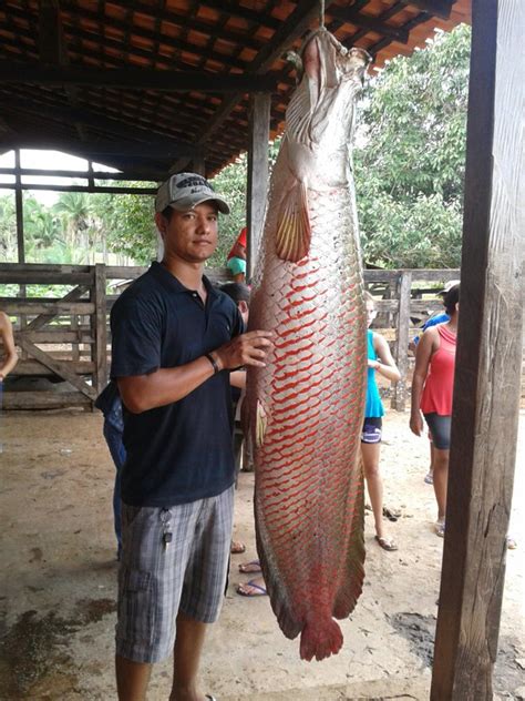 BLOG DO ALEXANDRE CUNHA Peixe Grande Pirarucu de 92 kg é pescado no