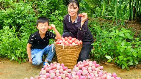 Go With Your Son To Pick Fruit To Get Money To Buy Daily Necessities Ly Thanh Thuy Youtube