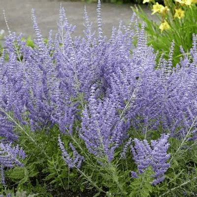 Crazy Blue Russian Sage Season To Season Perennials Our Plant