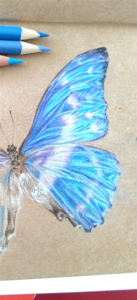 Blue Butterfly Drawing Morpho In Pencil Realistic By Leiriin