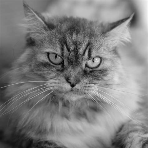Fluffy Black Cat White Wallpaper