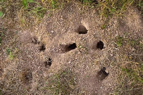 Il Trucco Per Liberarsi Dei Topi In Giardino Questo Trucco Naturale Li