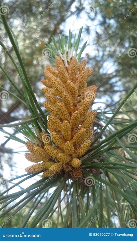 Flower Of Pine Tree Stock Image Image Of Pine Tree 53050277