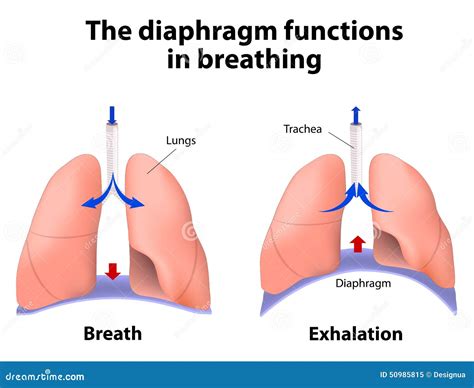 The Diaphragm Functions In Breathing Stock Vector Illustration Of