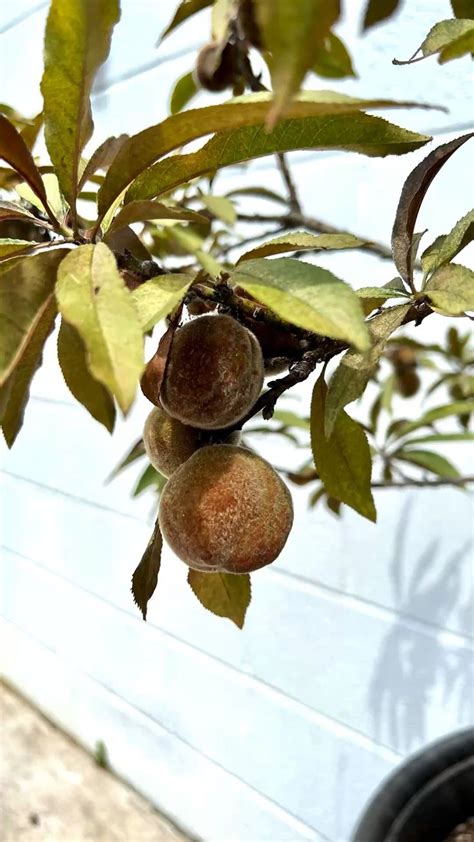My patio peach tree 🍑 | Peach trees, Peach, Fruit