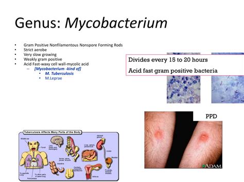 PPT Gram Positive Purple Blue PowerPoint Presentation Free