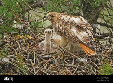 Red Tailed Hawk Nest Hi Res Stock Photography And Images Alamy