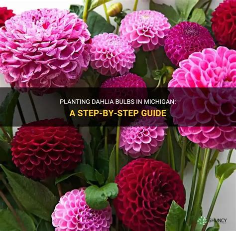 Planting Dahlia Bulbs In Michigan A Step By Step Guide ShunCy