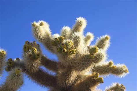 Sticky White Mold On My Cactus Hunker