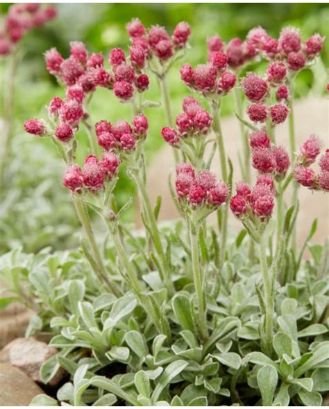 Buy Rare Unusual Exciting Plants Hayloft Antennaria Dioica Alex Duguid