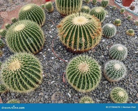 Group Of Golden Barrel Cactus Echinocactus Grusonii Stock Photo