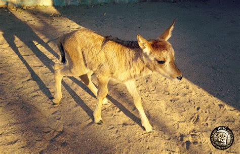 A New Sable Calf Arrives At Hesc And Finds A Surrogate Mother Hesc