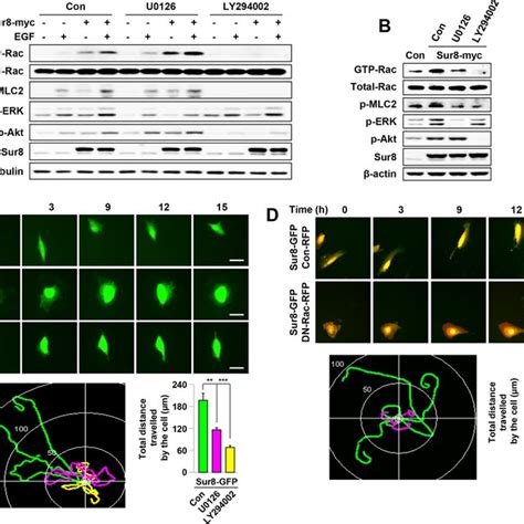 Effects Of Ras Erk Or Pi K Pathway Inhibition On Sur Mediated Rac