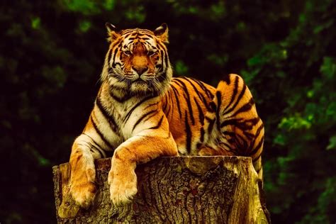 Tigre Animal Fauna Silvestre - Foto gratis en Pixabay - Pixabay