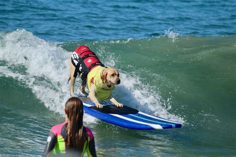 Dog Surfing Huntington Beach 2024 - Allie Clotilda