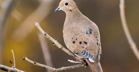 Mourning Dove Nesting (Behavior + Location) | Bird Fact