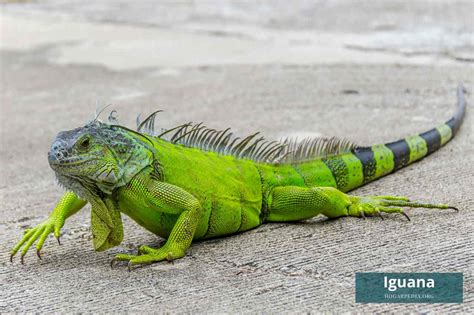 32 animales con i Nombres características y fotos