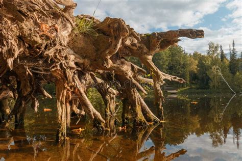 Picturesque Stump With Old Crooked Roots Stock Image Image Of Moss