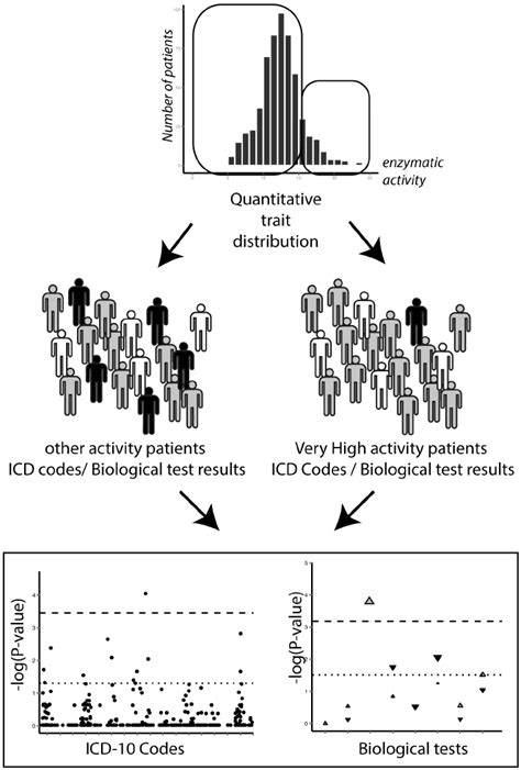 Schematic Representation Of A Phewas On A Quantitative Trait Analyzing